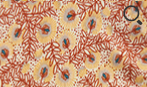 1008 Lotus Printed Turban - Christine Headwear
